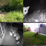 دوربین تله ای، شکار و حیات وحش (Trail Camera) 4K - تصویر 6