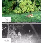دوربین تله ای، شکار و حیات وحش (Trail Camera) 4K - تصویر 9